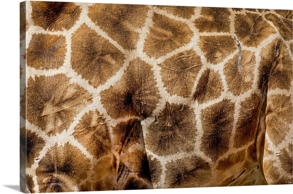 The image shows the skin pattern of an old Giraffe (Giraffa camelopardalis). Photographed in Kgalagadi Transfrontier Park,...