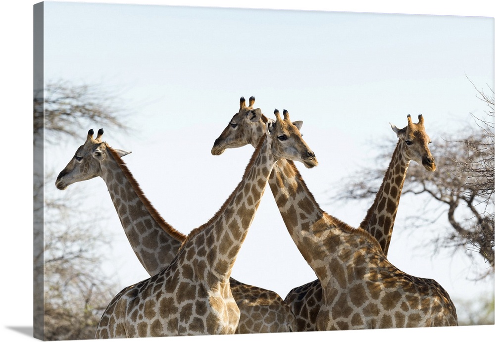 Giraffes (Giraffa camelopardalis). The giraffe is the tallest living land animal. It can grow to a height of 5.5 metres an...