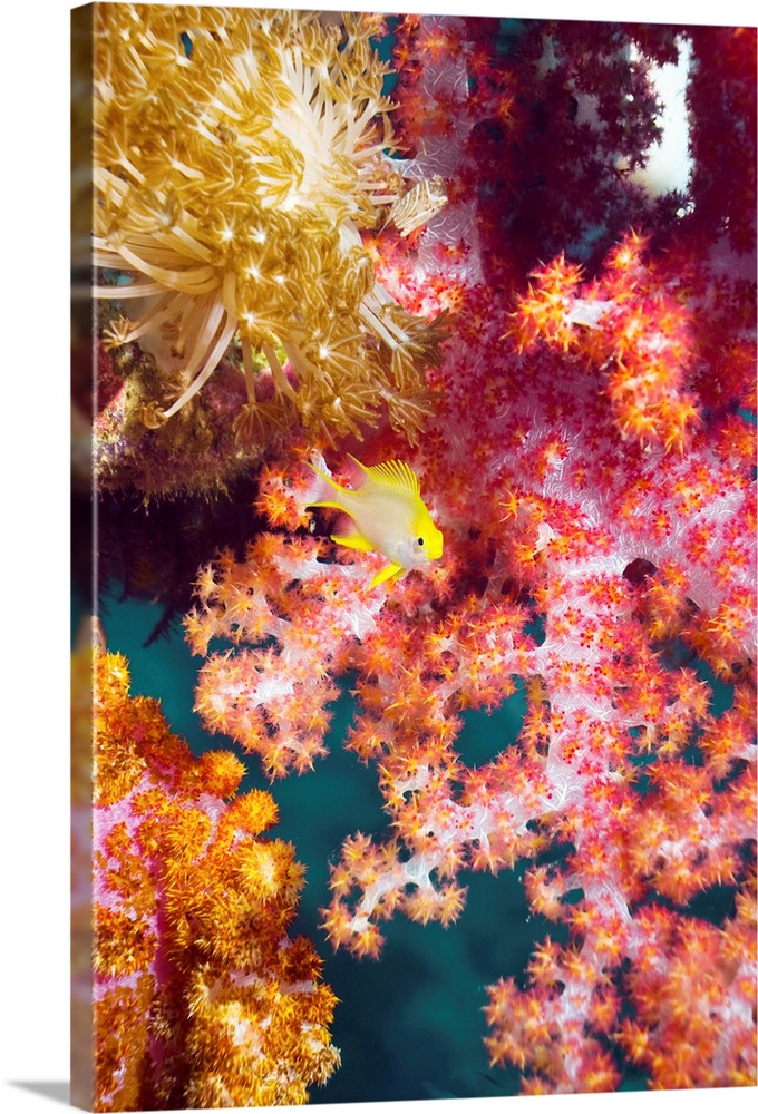 Golden damselfish (Amblyglyphidodon aureus) juvenile among soft coral. This species of damselfish inhabits the tropical wa...