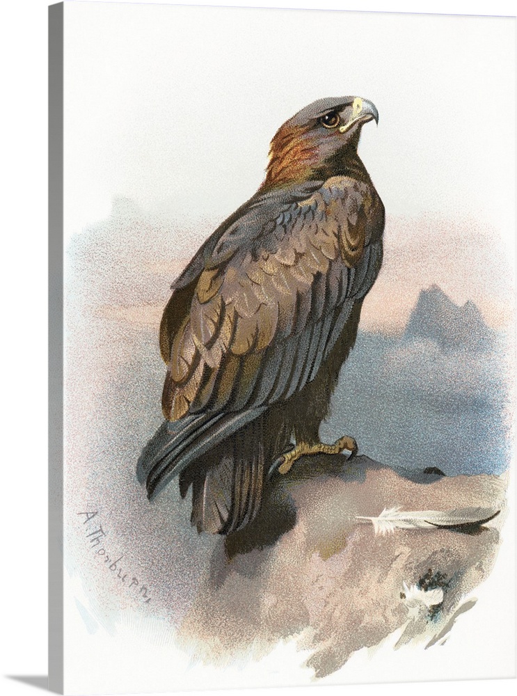 Golden eagle. Historical artwork of a golden eagle (Aquila chrysaetos). This large bird of prey inhabits much of northern ...