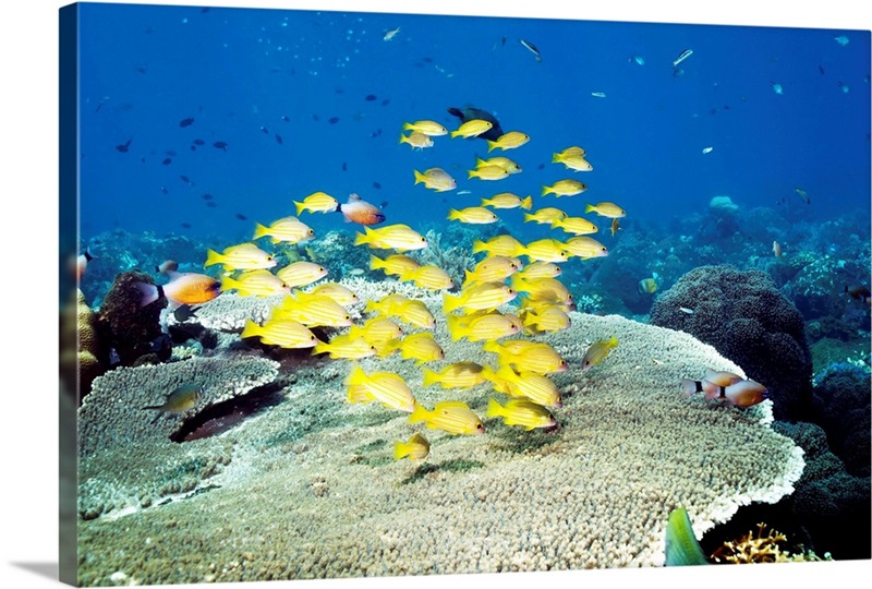 Golden lined snappers over coral | Great Big Canvas