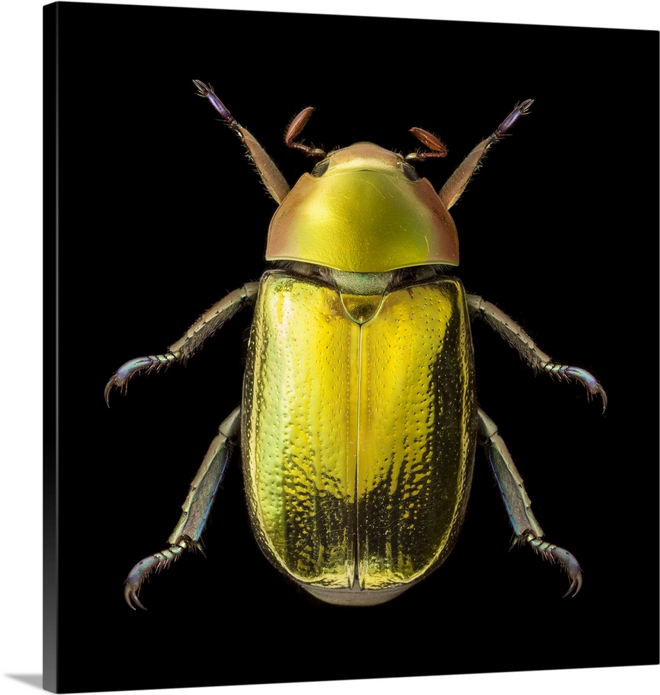 Golden scarab beetle (Chrysina aurigans). A brightly coloured, metallic, iridescent species of scarab beetle. Found from t...