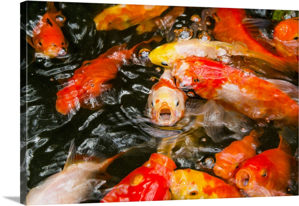 Goldfish (Carassius auratus) in pond. Shoal of large goldfish begging for food in a garden pond. Goldfish are small carp o...