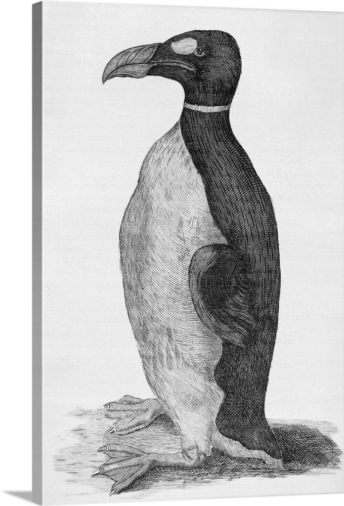 Great Auk. Engraved plate of a Great Auk (Pinguinus impennis), a bird that became extinct in the mid-19th century. This wa...