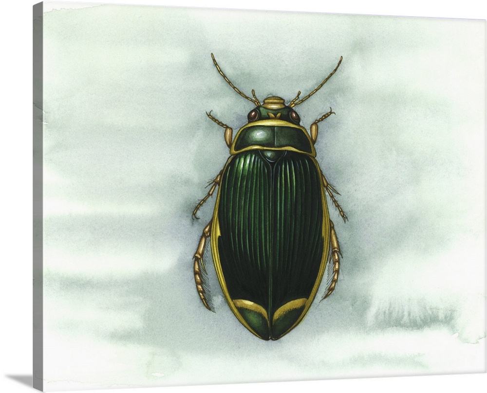 Great diving beetle (Dytiscus marginalis), artwork. This aquatic freshwater beetle is found in Europe and northern Asia. I...
