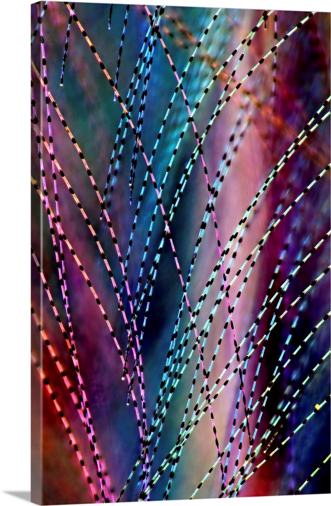 Great tit (Parus major) feather. Darkfield illuminated polarised light micrograph of a feather from a great tit bird. Magn...
