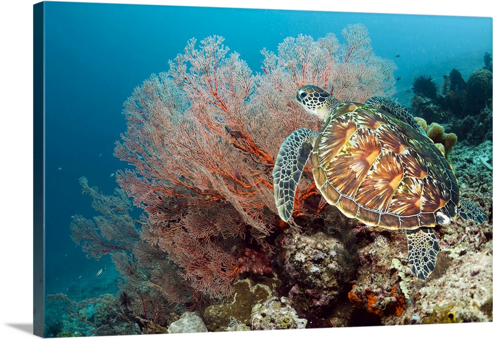 Green turtle (Chelonia mydas) swimming by a gorgonian  (left) on a coral reef. Green sea turtles are found in warm tropica...