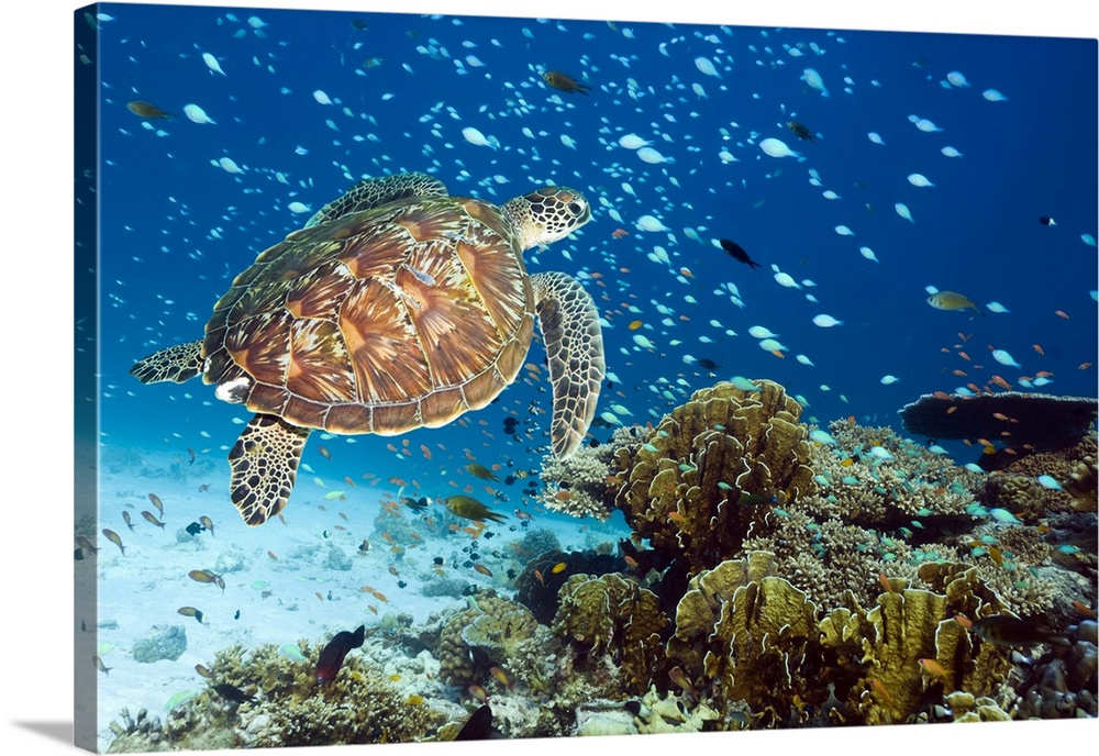 Green turtle (Chelonia mydas) swimming with reef fish over a coral reef. Green sea turtles are found in warm tropical wate...