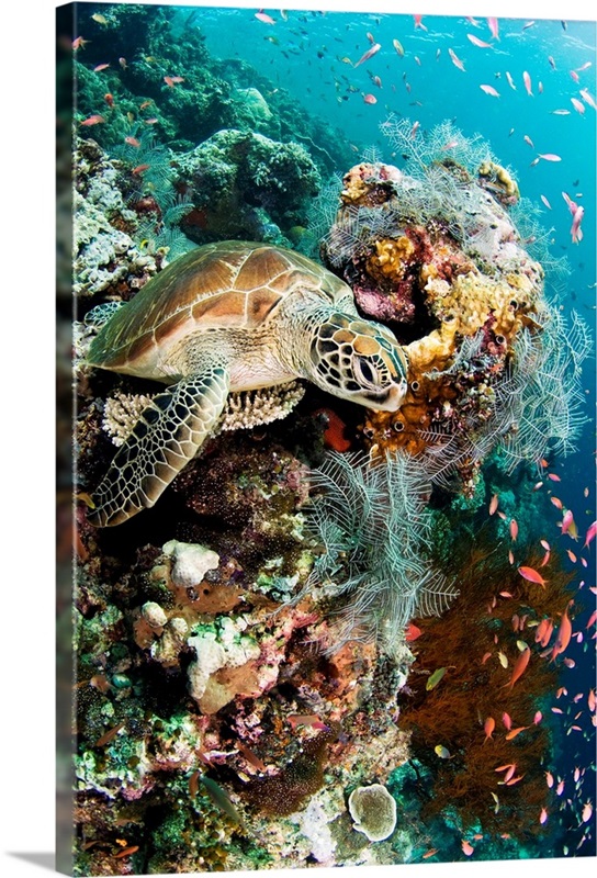 Green turtle | Great Big Canvas