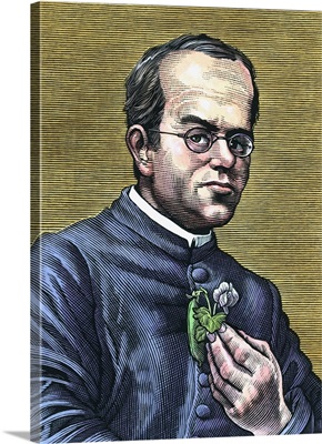 Gregor Mendel, Austrian botanist
