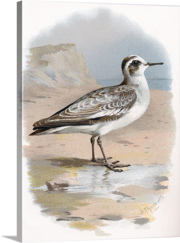 Grey phalarope. Historical artwork of a grey phalarope (Phalaropus fulicarius). This migratory wading bird breeds in coast...