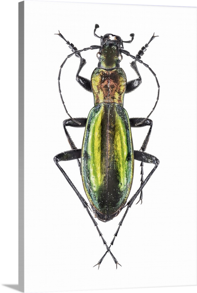 Ground beetle (Carabus splendens). This is a European ground beetle.
