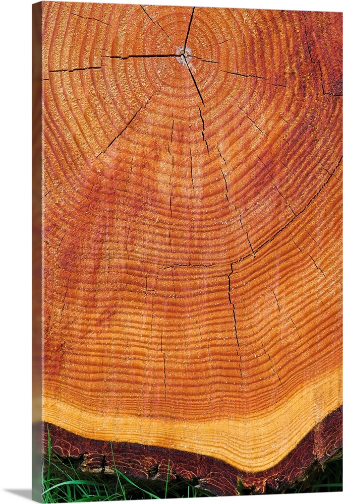 Growth rings of a scots pine tree (Pinus sylvestris). Growth rings are visible in a cross- section of a tree.s trunk once ...