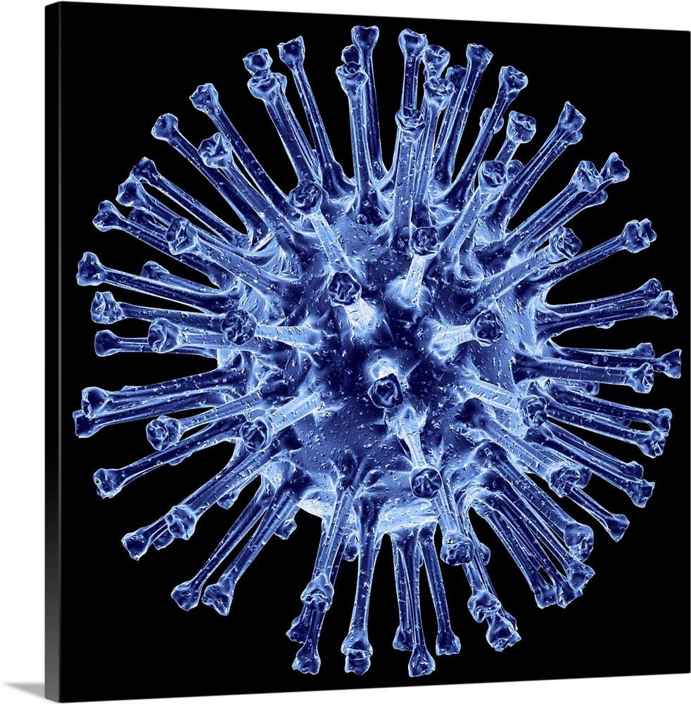 H1N1 flu virus particle. Computer artwork of an H1N1 influenza A (flu) virus particle (virion). In the particle's lipid en...