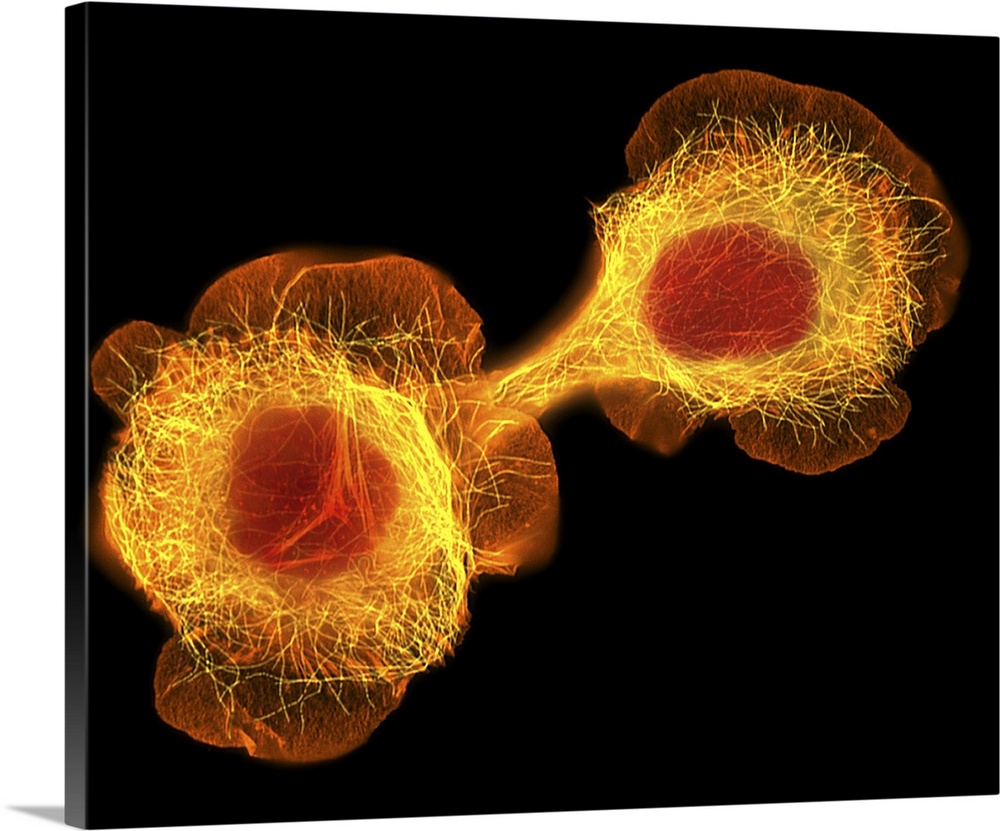 HaCaT cells. Immunofluorescence light micrograph of HaCaT daughter cells that have resulted from one cell dividing into tw...