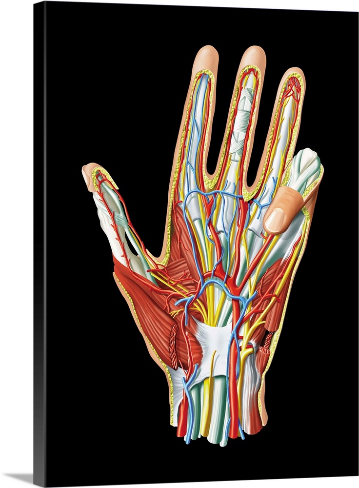 Hand anatomy, computer artwork. This is a view of the palm of the hand. Nerves are yellow, veins are blue, arteries are re...