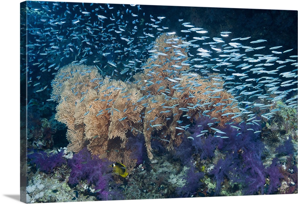 Hardyhead silverside (Atherinomorus lacunosus) fish shoal over gorgonian sea fans (beige) and soft coral. Photographed in ...