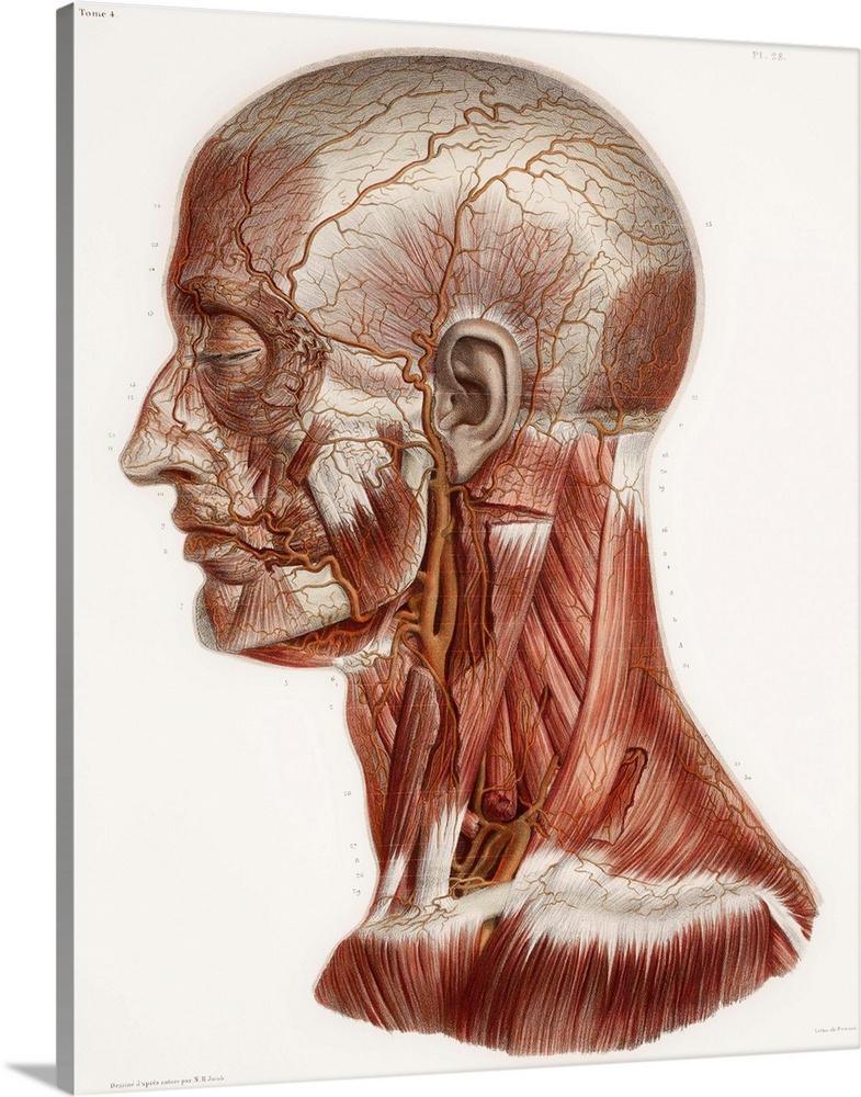 Head and neck anatomy, historical artwork. 19th Century hand coloured lithographic print showing the arteries (red) and mu...