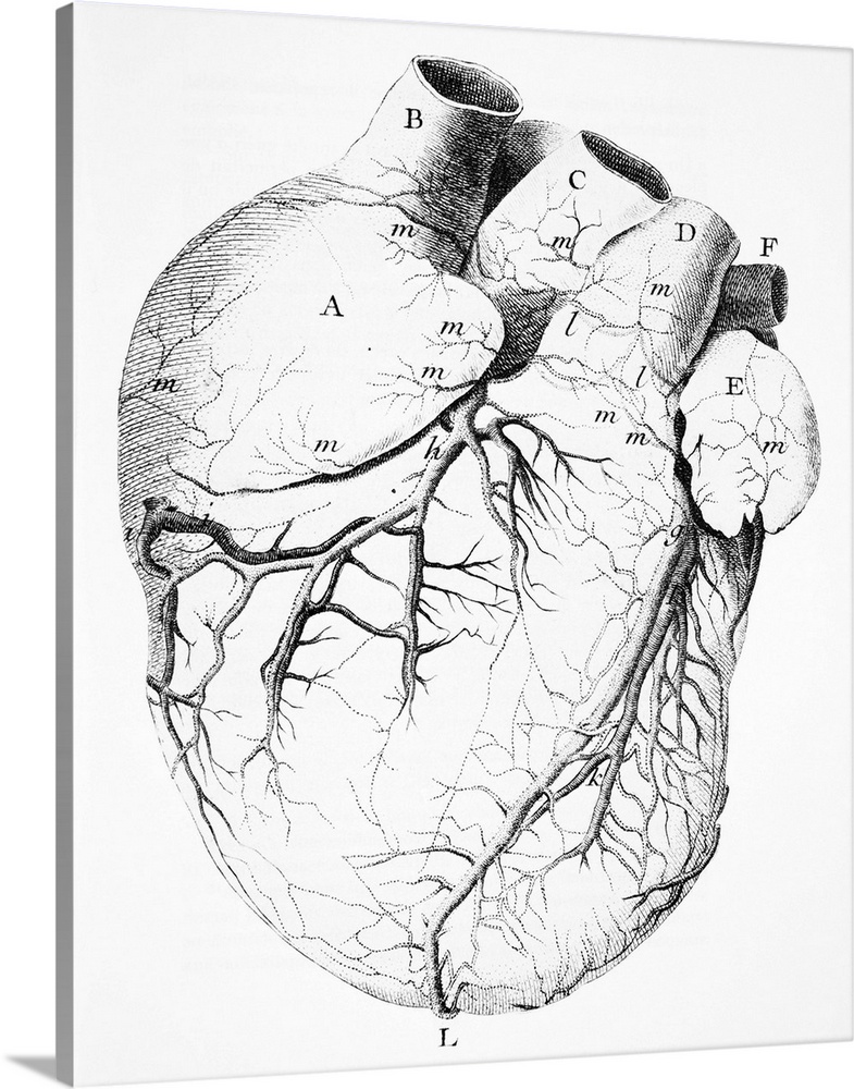Heart anatomy. 18th-century artwork showing the anatomy of the heart, including its coronary arteries. This artwork is fro...