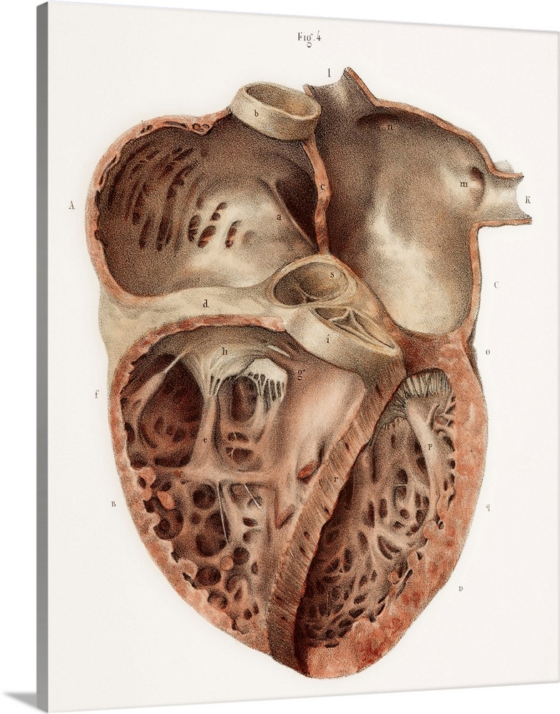Heart anatomy, 19th Century illustration. Historical hand coloured lithographic print showing the internal anatomy of the ...