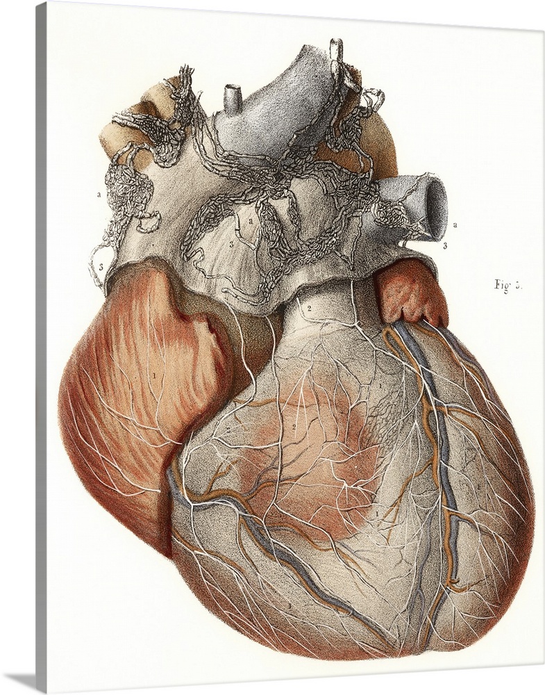 Heart anatomy, 19th Century illustration. Historical hand coloured lithographic print showing the anatomy of the human hea...