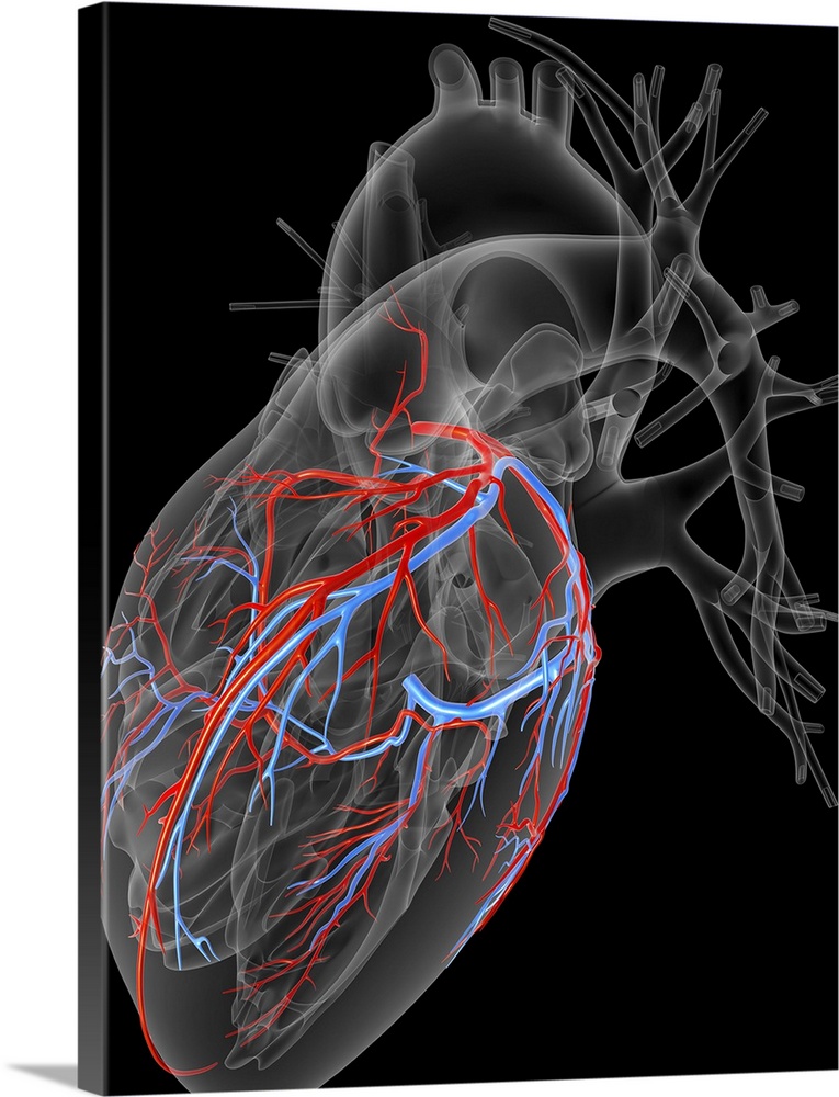Computer artwork of the heart, emphasizing the coronary arteries (red) and veins (blue).
