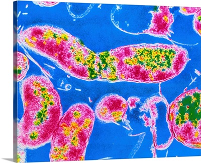 Helicobacter pylori bacteria