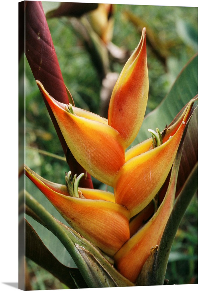 Heliconia flower. Heliconias are native to South American rainforests and cloud forests. This is a member of the bird-of-p...