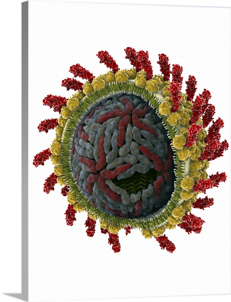 Hepatitis C virus. Cut-away molecular model of a hepatitis C virus particle (virion). The virus consists of a core of RNA ...