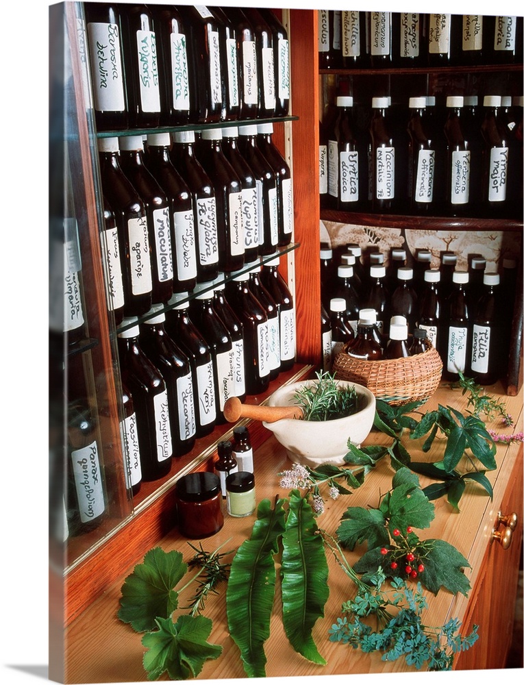 Herbal pharmacy. Selection of fresh plant cuttings for use in herbal medicine, with bottles containing preserved herbs. He...