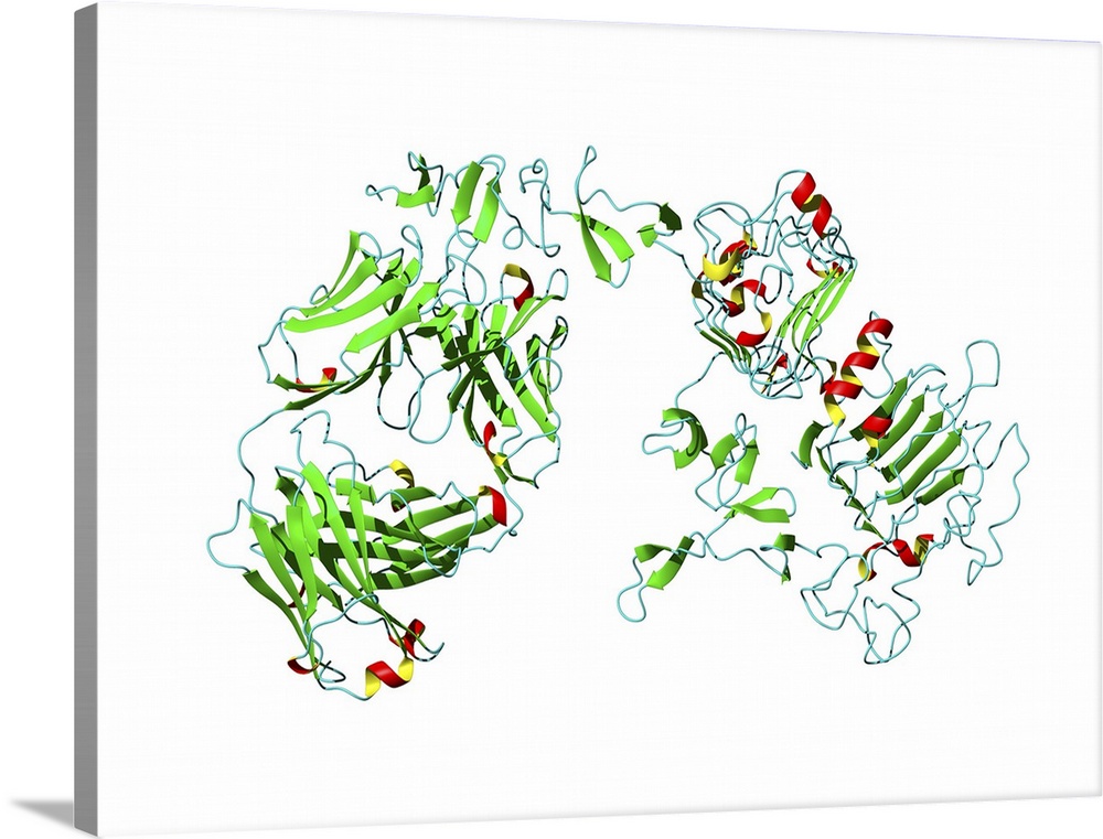 Herceptin breast cancer drug, molecular model. Herceptin (Trastuzumab, left) is a monoclonal antibody that binds to the HE...