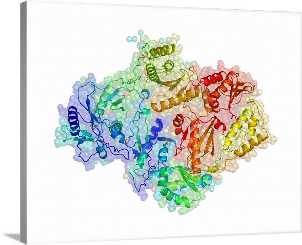 HIV reverse transcription enzyme. Molecular models of the reverse transcriptase enzyme found in HIV (the human immunodefic...