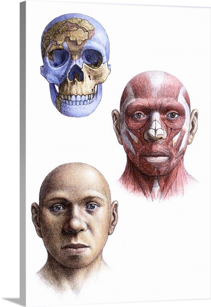 Homo antecessor. Artist's impression of the skull, head and face of an adult male Homo antecessor. The remains of this hom...
