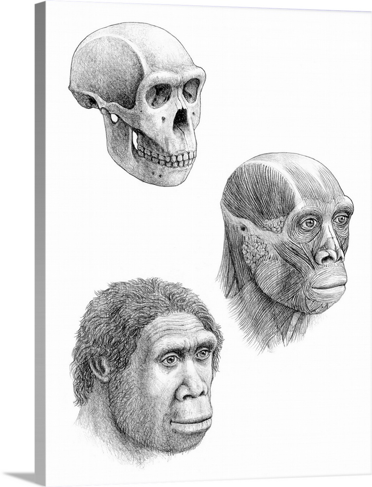 Homo ergaster. Artists impression of the skull, facial muscles and face of a Homo ergaster. H.ergaster is traditionally co...