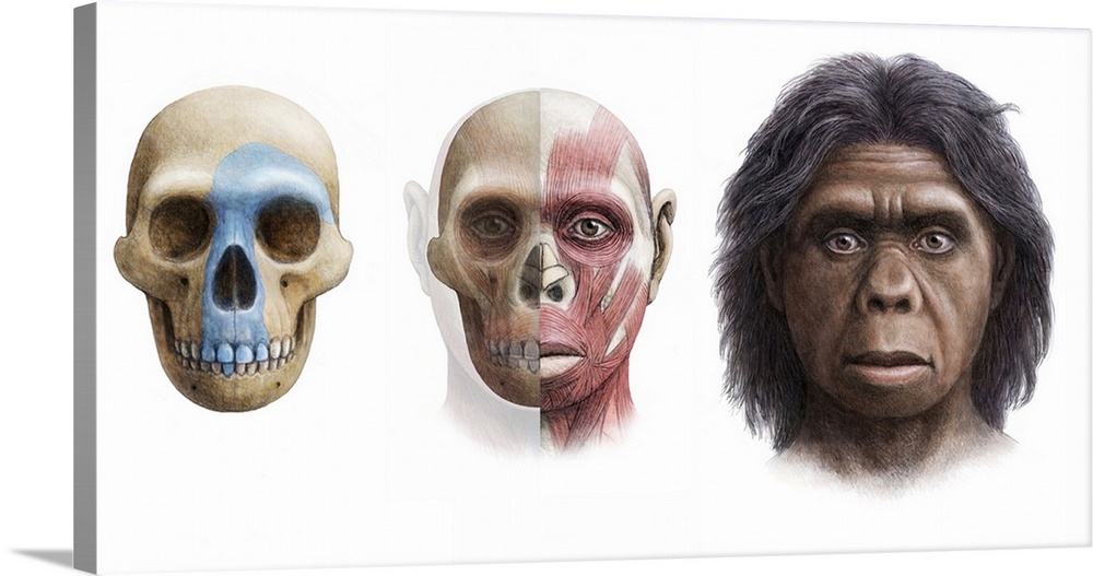 Homo floresiensis. Artist's impression of the skull, head and face of Homo floresiensis. The remains of this hominid were ...