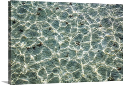 Horned Starfish And Dappled Water Pattern