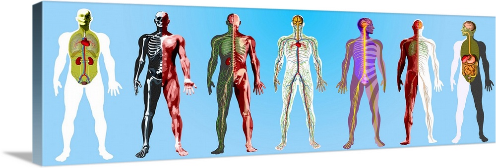 Human anatomy. Computer artwork showing the human musculature, cardiovascular system, renal system, central nervous system...