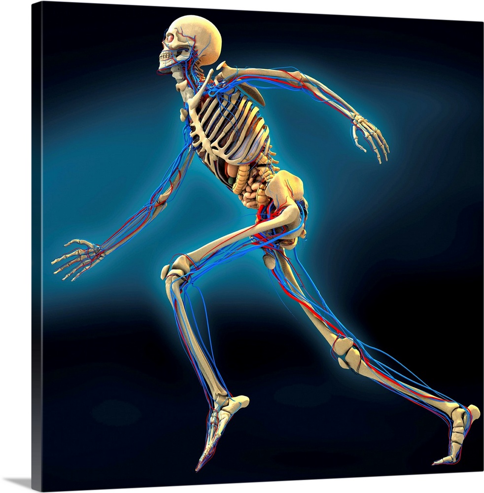 Human anatomy. Computer artwork of a human skeleton running. The arteries (red lines), veins (blue lines), nervous system ...
