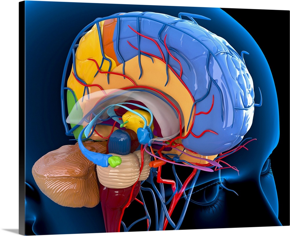 Human brain anatomy. Computer artwork of a person's head showing the brain with the right hemisphere removed and the netwo...