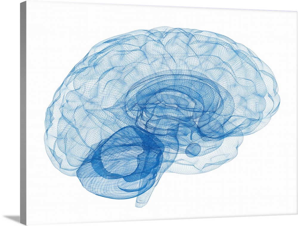 Human brain connections, illustration.