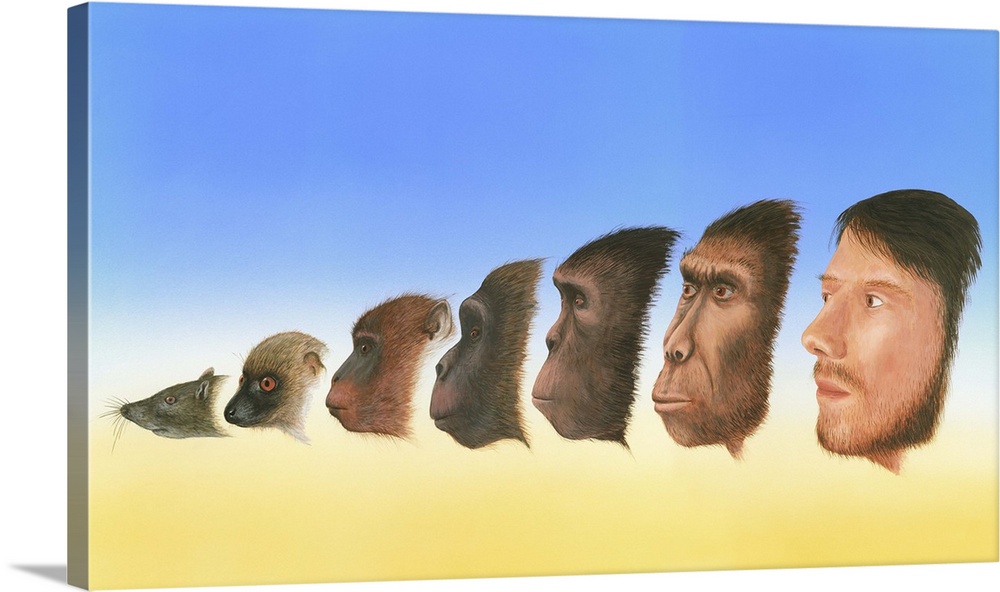 Human evolution. Artwork showing a snapshot of the evolution of humans from earlier forms of life. At far left is the shre...