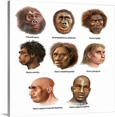 Human Evolution, Artwork