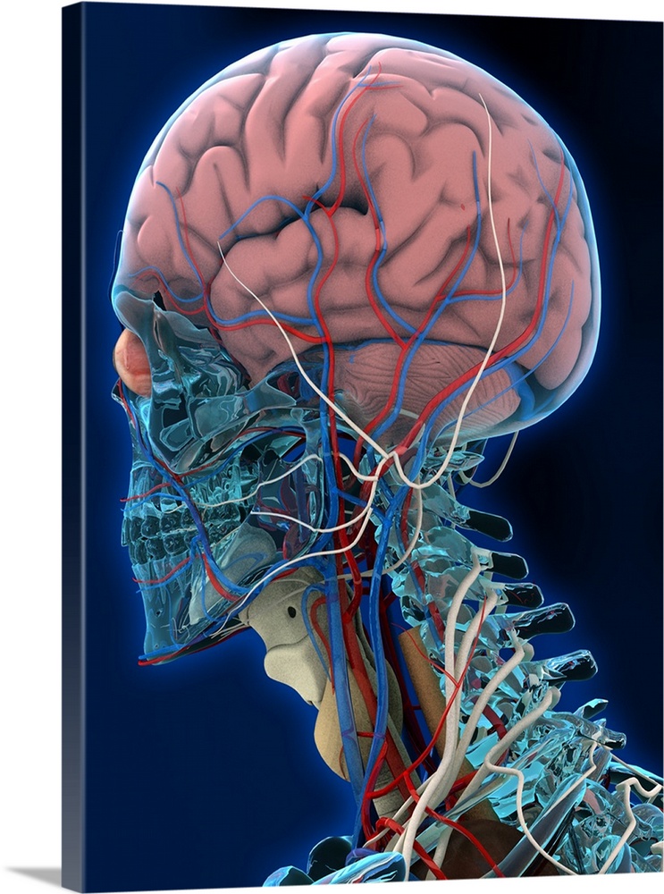 Human head anatomy. Computer artwork of the left-side of the head and neck of a human skeleton. The arteries (red lines), ...