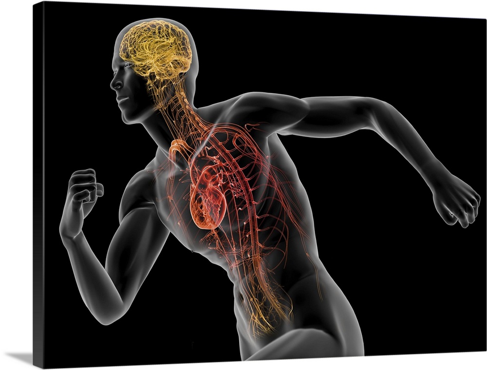 Human male anatomy. Computer artwork highlighting the brain and heart of a healthy male in a running pose.