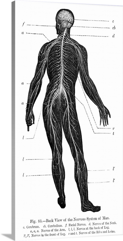 Human nervous system from behind, 19th century artwork. Artwork from the 1886 ninth edition of Moses and Geology (Samuel K...