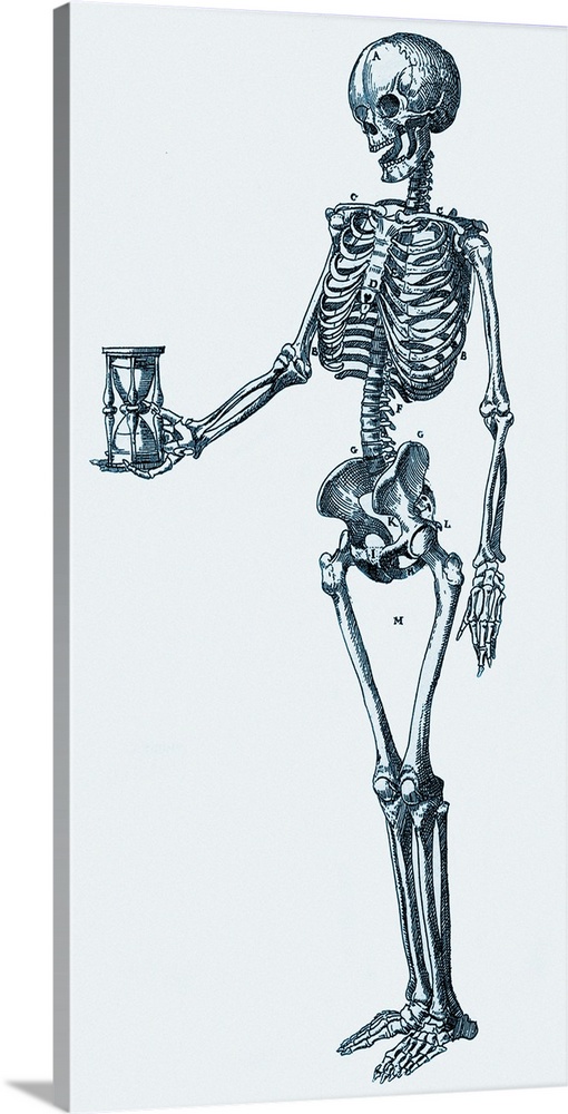 Human skeleton. Historical artwork of a human skeleton holding an hourglass. The 206 bones of the skeleton provide protect...