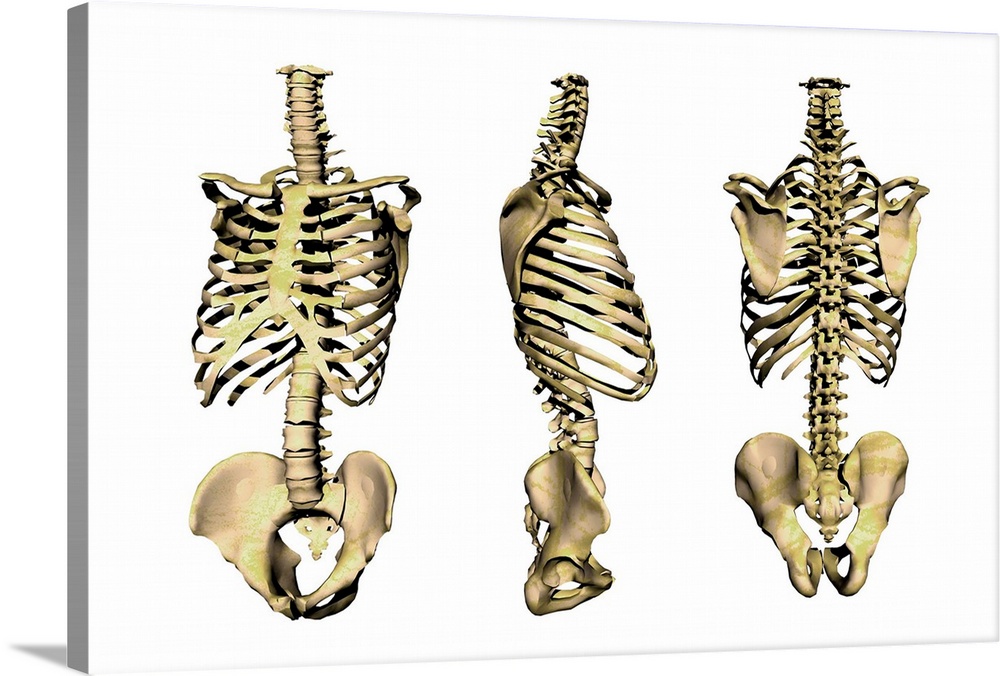 Human skeleton anatomy, computer artwork. Three views of the bones of the human torso, seen from an oblique frontal view (...