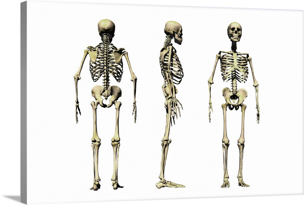 Human skeleton anatomy, computer artwork. Three views of the bones of the human skeleton, seen from behind (left), from th...