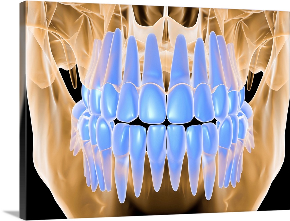 Close up x-ray view of a closed mouth. This image highlights the teeth in the jaw with no surrounding tissue or muscle.