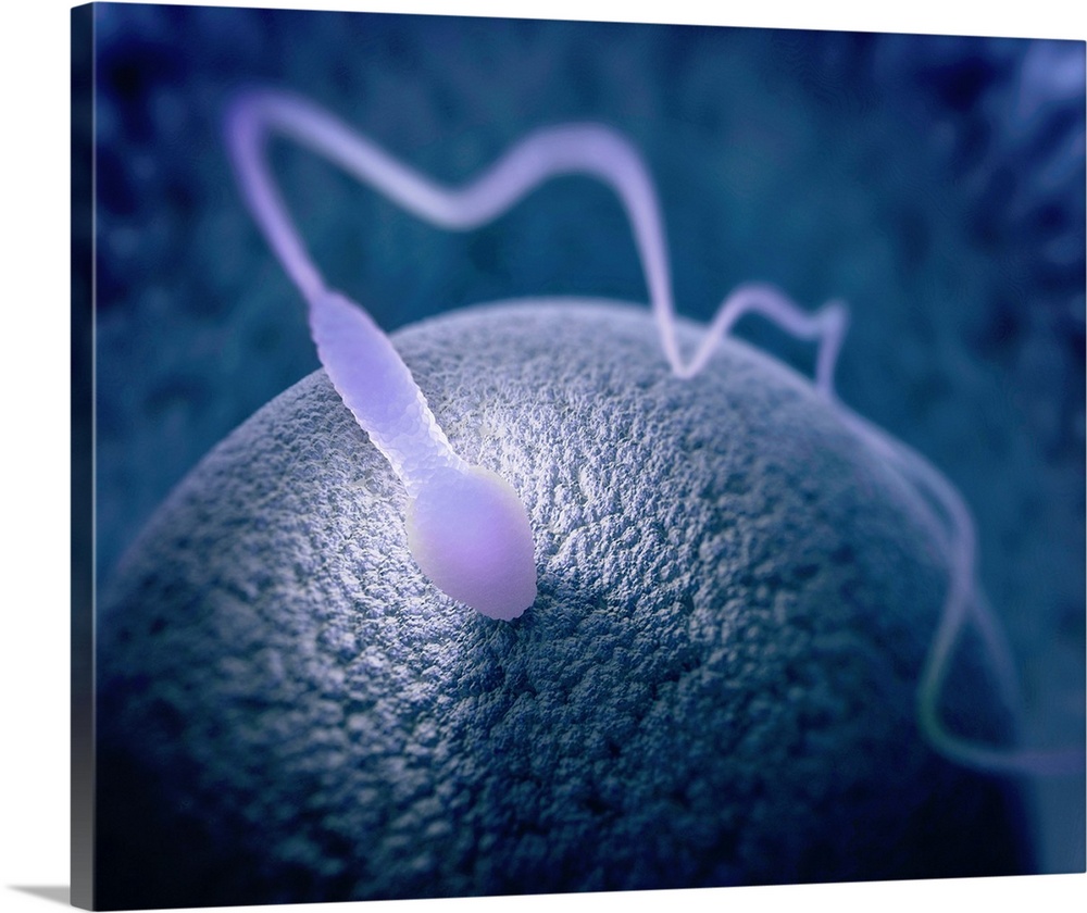 Human sperm and egg, illustration.
